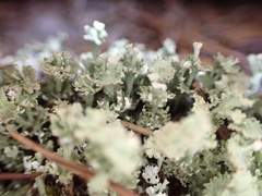 Cladonia rappii
