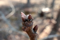 Neuroterus escharensis