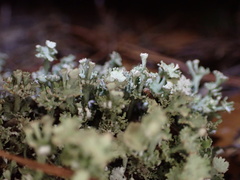 Cladonia rappii