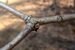 Andricus indistinctus