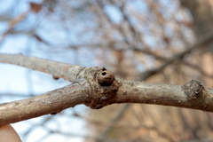 Andricus indistinctus