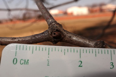 Andricus indistinctus