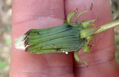 Taraxacum ekmanii