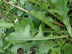 Taraxacum ekmanii