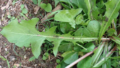 Taraxacum ekmanii