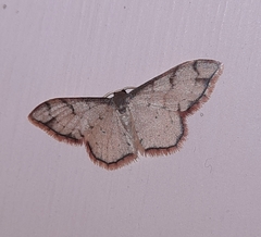 Idaea protensa