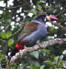 Andigena hypoglauca hypoglauca