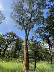 Brachystegia longifolia