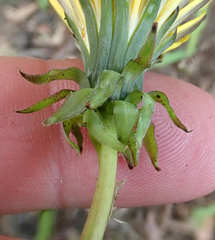 Taraxacum ekmanii