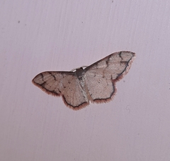 Idaea protensa
