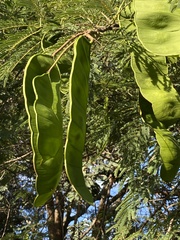 Albizia zimmermannii