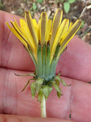 Taraxacum ekmanii