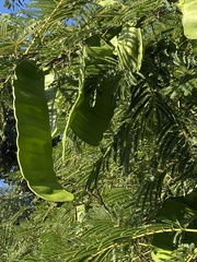 Albizia zimmermannii