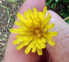Taraxacum ekmanii