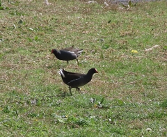 Gallinula chloropus