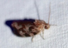 Phaecasiophora confixana