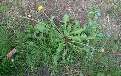 Taraxacum ekmanii