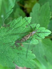 Tipula varipennis