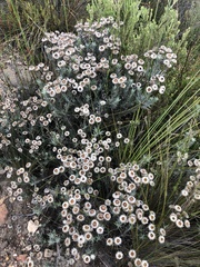 Achyranthemum
