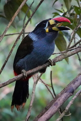 Andigena hypoglauca hypoglauca