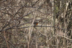 Erithacus rubecula