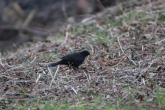 Turdus merula