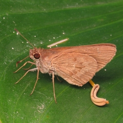 Cymaenes lepta