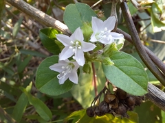 Jacquemontia paniculata