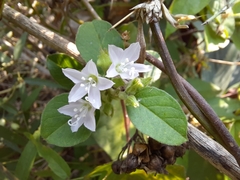 Jacquemontia paniculata