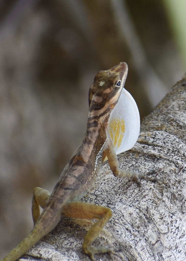 Cave Anole