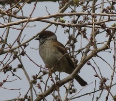 Passer montanus
