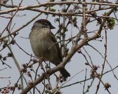 Passer montanus