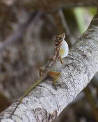 Anolis lucius