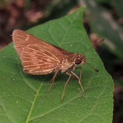Vehilius stictomenes