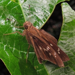 Hesperiidae
