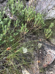 Adenandra gummifera