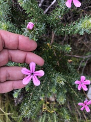 Adenandra gummifera