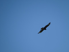 Buteo buteo