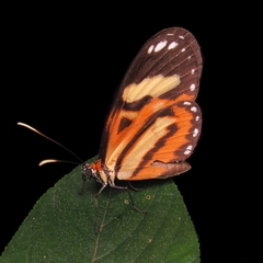 Hypothyris ninonia daeta