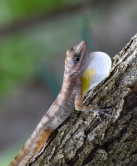 Anolis lucius