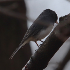 Junco hyemalis