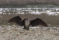 Phalacrocorax carbo