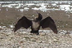 Phalacrocorax carbo