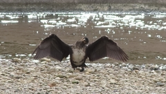 Phalacrocorax carbo