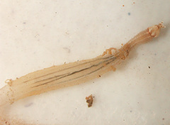 Edwardsiidae