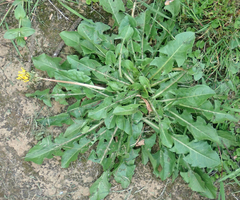 Taraxacum ekmanii