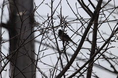 Junco hyemalis