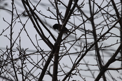 Junco hyemalis