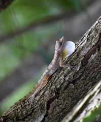 Anolis lucius