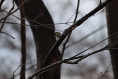 Junco hyemalis